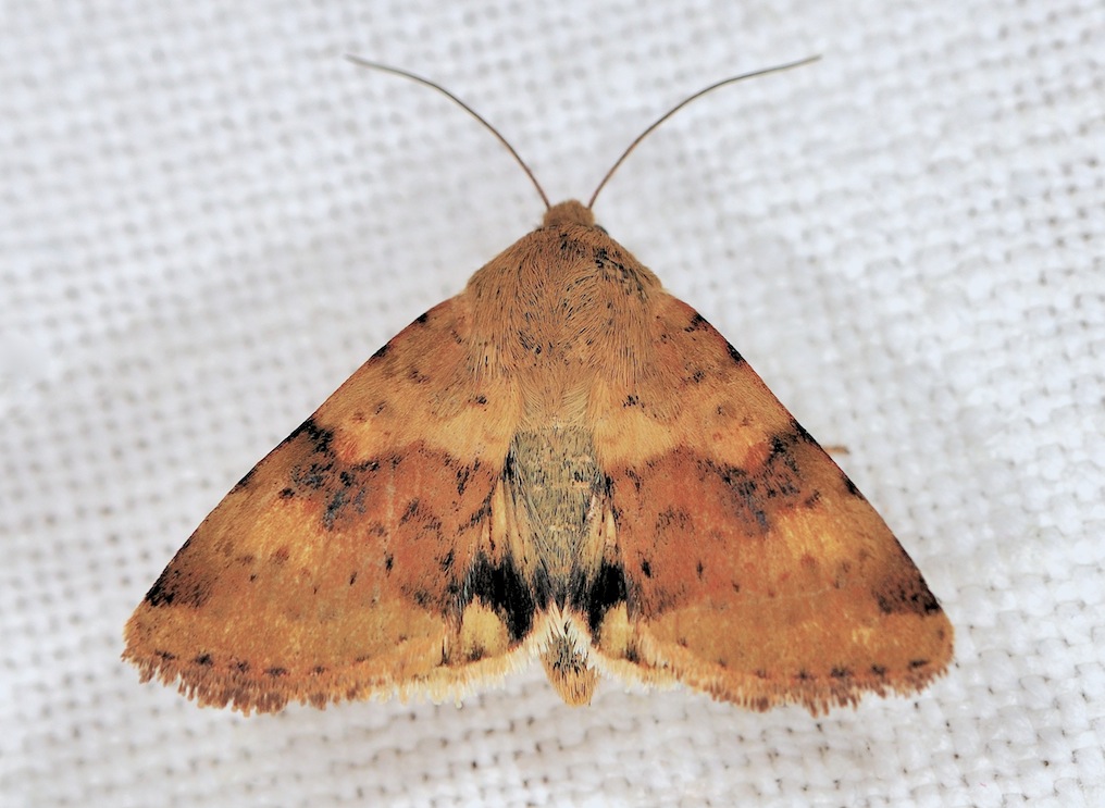 Heliothis maritima ?????